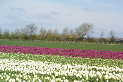 Voorbeeld